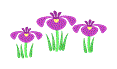 菖蒲